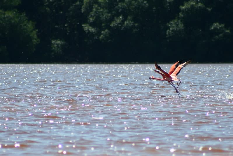 Celestun Biosphere Reserve