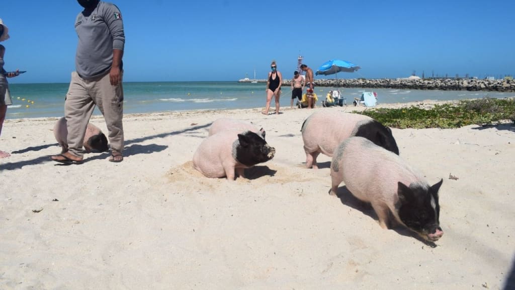 puerto progreso yucatan