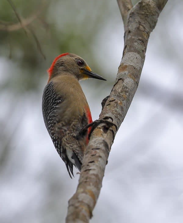 wild birds — Punta Allen