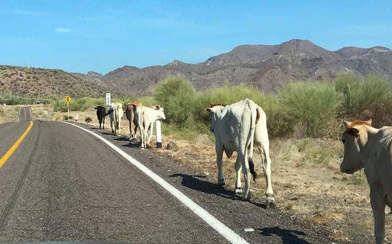 renting a car in mexico