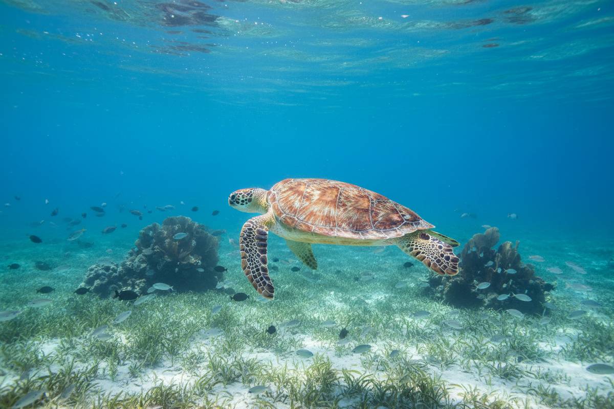 Green sea turtle swimming near the Riviera Maya coast in clear water