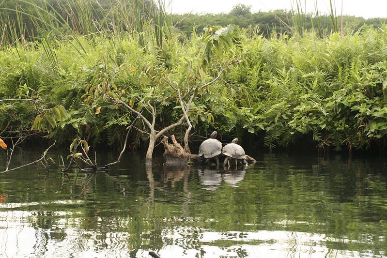 San blas nayarit tovara couple turtles