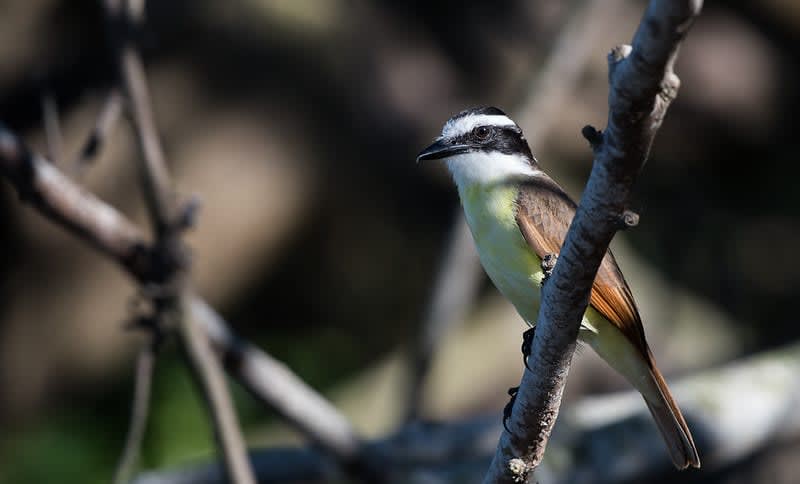 vamonos to mexico — San Pancho Mexico