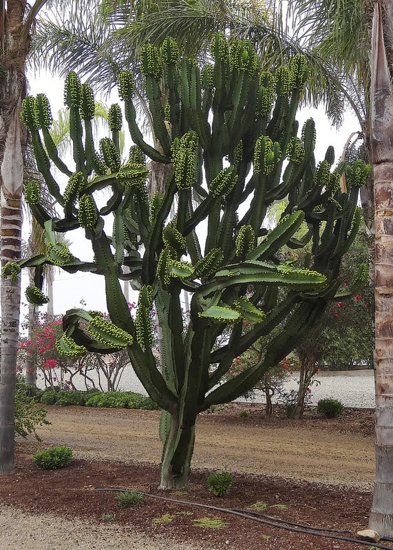 san quintin baja california