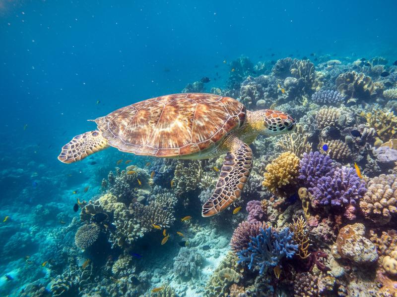 Colorful Day of the Dead altar with marigolds, candles and sugar skulls on the streets of Sayulita