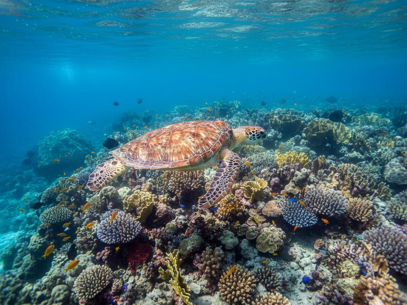 Fresh fish tacos with garnish at a Sayulita market stall with colorful Mexican decor