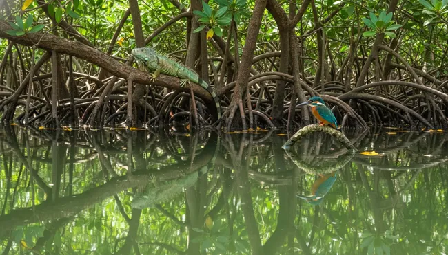 Green iguana resting on mangrove roots in the Sontecomapan ecosystem