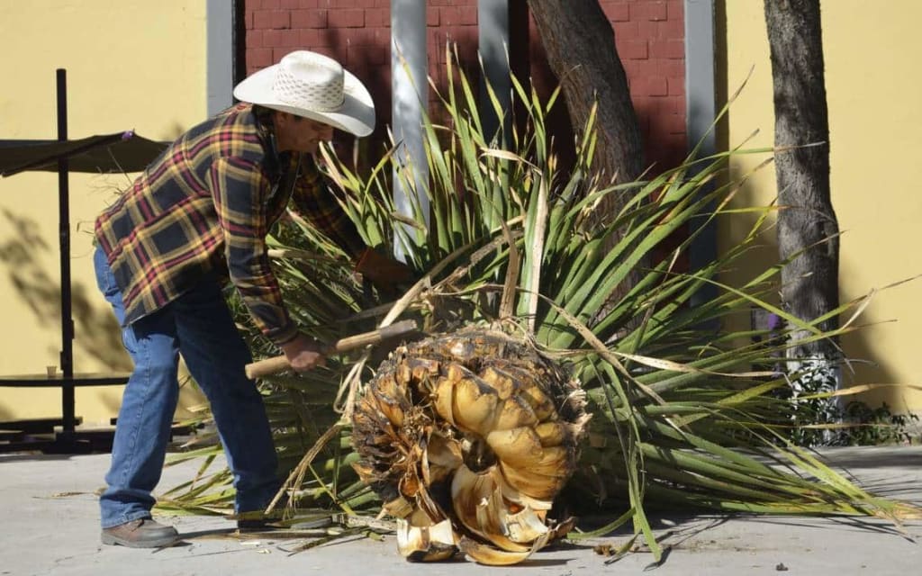 agave sotol plant — Sotol Spirit Mexico