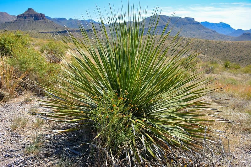 sotol — Sotol Spirit Mexico