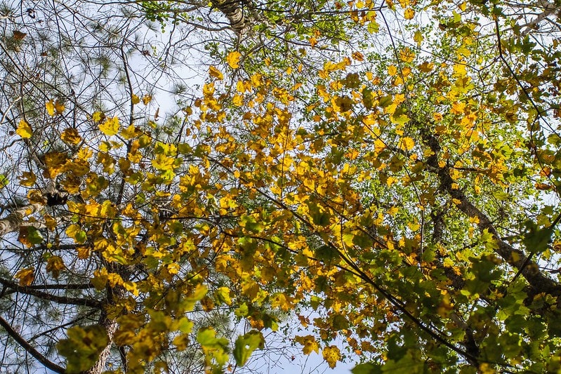 maple forest jalisco