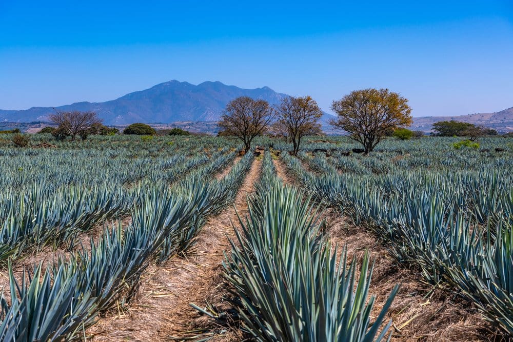 tequila jalisco — Tequila Jalisco Mexico