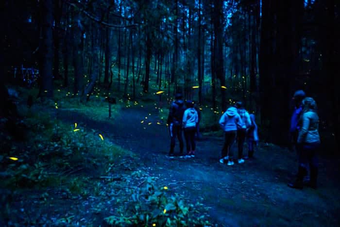 Tlaxcala Mexico Firefly Sanctuary