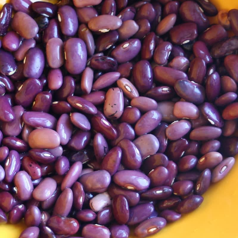 ayocote beans — Types Of Tamales In Mexico