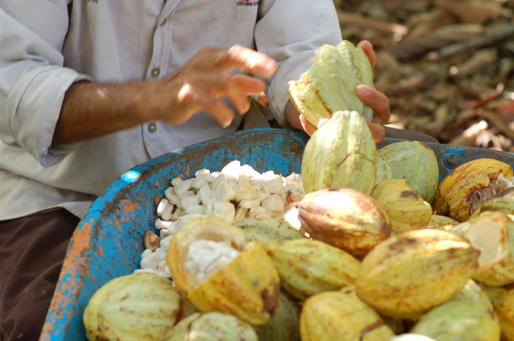 Cacao pods being harvested on Tabasco plantation showing yellow and orange ripe fruit hanging from tree trunk