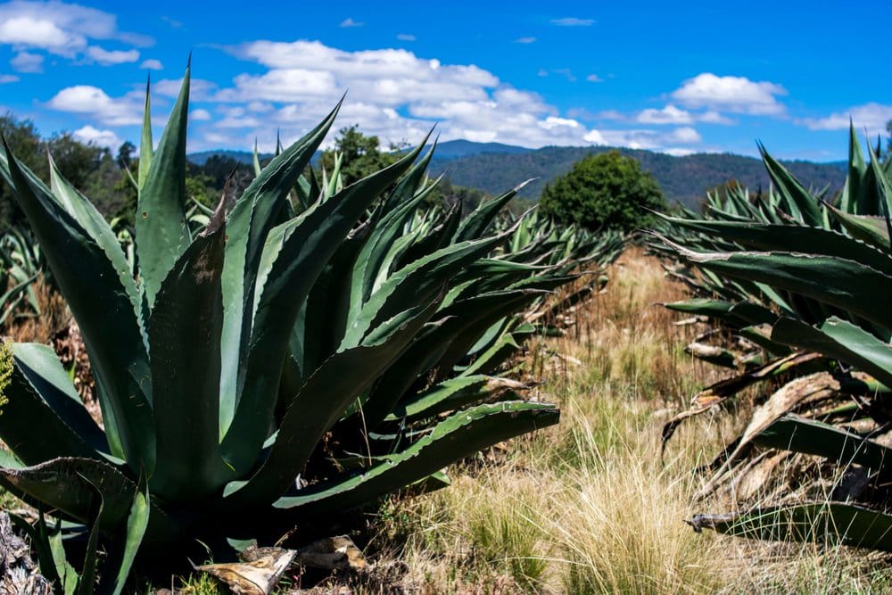 mixiote — What Are Mixiotes