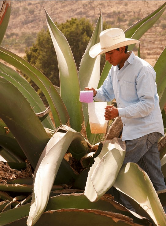 Mixiotes And Pulque — What Are Mixiotes