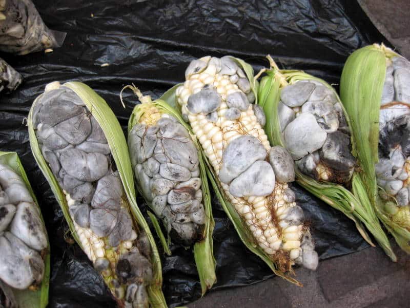 huitlacoche — What Is Huitlacoche