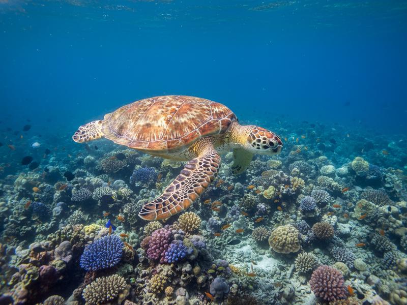 Tiny sea turtle hatchlings making their way across beach sand toward the ocean