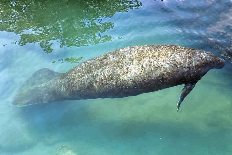 xel-ha park — Xel Ha Park
