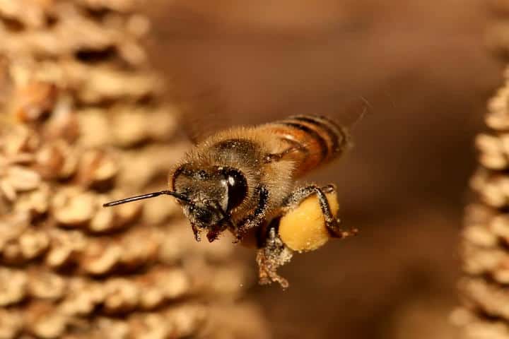 Honeybee carrying pollen between honeycomb cells