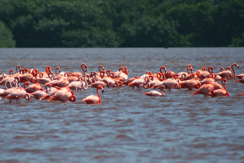 rio celestun — Yucatan Beaches