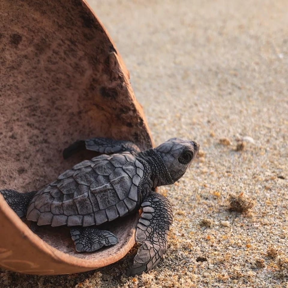Zicatela beach turtle release
